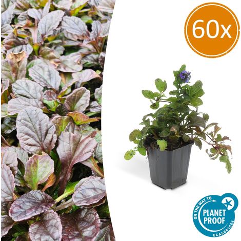 Lot de 60 Ajuga reptans - Bugle Rampante Couvre-sol Fleurs Bleues - H 10-25 cm Pot Ø 9 cm - PANGIVO (1/5)