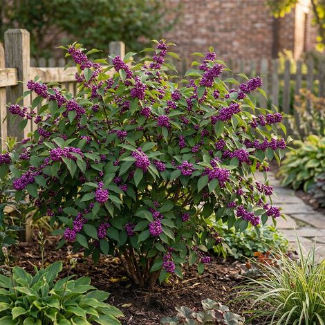 Bloomique - Callicarpa Liebespaar - Arbre aux bonbons - Plante de Jardin - Rustique - Hauteur 90-110 cm - Pot 26 cm