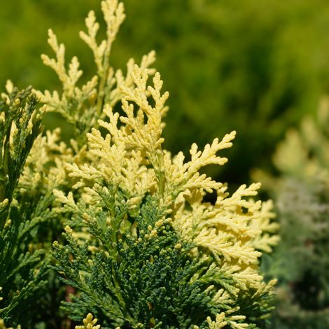Faux-cyprès de Lawson Pygmaea Argentea - Chamaecyparis lawsoniana Pygmaea Argentea 15/25cm Pot 2,5L (1/3)