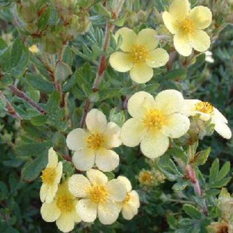 Potentille arbustive 'Maanelys' - 25-30 cm pot