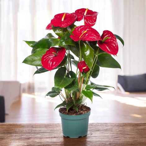 Gardenaria Anthurium andreanum 'Madural' - Pianta da interno ornamentale - Altezza: 50 cm (vaso 14) (1/5)