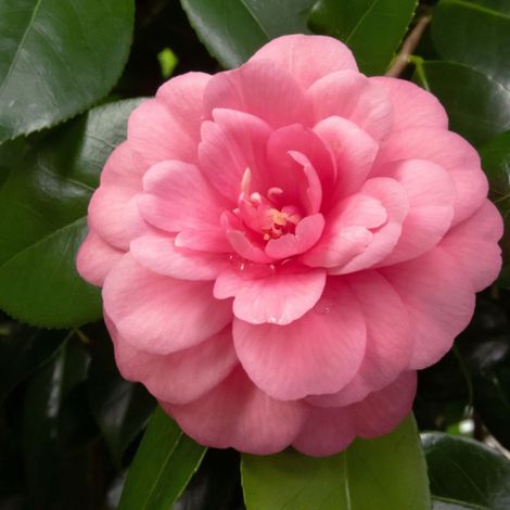 Camélia du Japon Rose - Camellia japonica 60/80cm (1/4)