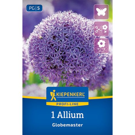 Kiepenkerl Herbstblumenzwiebel Zierlauch Allium Globemaster 1 Stück (1/2)