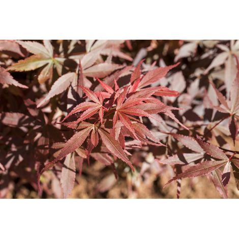Fächerahorn 'Skeeter's Broom' Acer palmatum 'Skeeters Broom' C5 60- 80 (1/5)