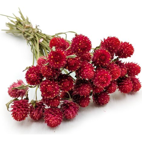 Getrocknete Gomphrena globulus – Strauß – (Kugelförmige Strohblume) – Rot (1/5)