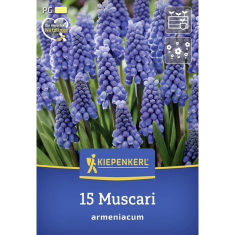 Kiepenkerl Herbstblumenzwiebel Armenische Traubenhyazinthe 15 Stück (1/2)