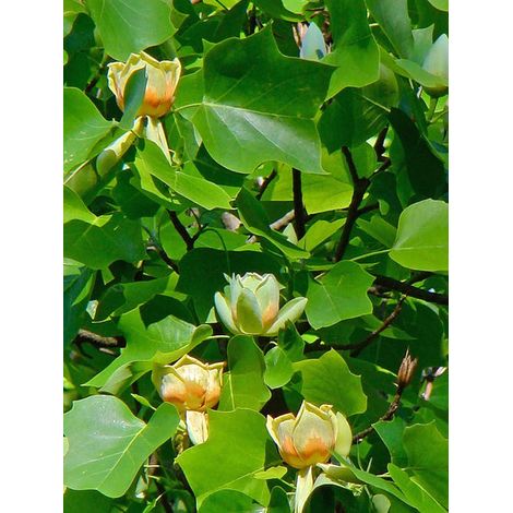 Tulipier de Virginie Pot de 4L/5L