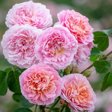 Gardenaria Rosa 'Eustacia Vye' - Rosa da giardino - Altezza: 40/50 cm (vaso20) (1/3)