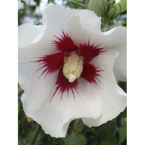 Mauve en arbre 'Shintaeyang' Pot de 7,5L/10L