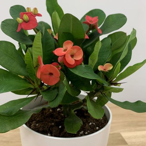 EUPHORBIA MILIII VULCANUS ROSSA VASO 12CM