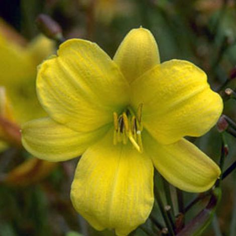 4 x Lis d'un jour - Hemerocallis 'Corky' - godet 9x9 cm (1/4)