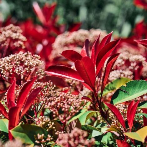 Pépinières Naudet – Photinia de fraser 'Little Red Robin' – Arbuste persistant – Feuillage rouge vif – Résistant au froid jusqu'à -15°C – Pour haie (1/5)