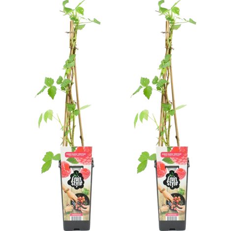 Bloomique - 2x Rubus Idaeus 'Héritage' - Framboos Plant - Fruitplanten - Tuinplanten - Winterhard - ⌀14 cm - Hoogte 60-70cm