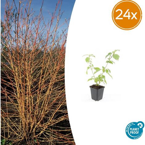 24x Cornouiller Sanguin Anny's Winter Orange Arbuste de Jardin Rameaux Orange Vif 10-25 cm Ø 9 cm - PANGIVO (1/5)