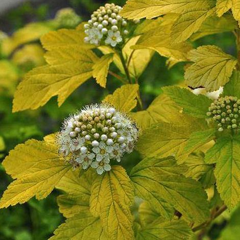 Physocarpe à feuilles d'Obier 'Dart's Gold' - 30-40 cm pot
