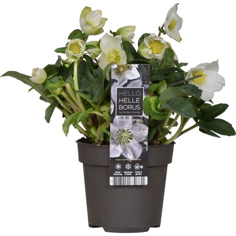 Bloomique - Helleborus Niger Christmas Carol - Rose de Noël - Plantes de jardin - Rustique - Floraison hivernale - Persistante - Hauteur 20-30 cm - Pot 12 cm (1/5)