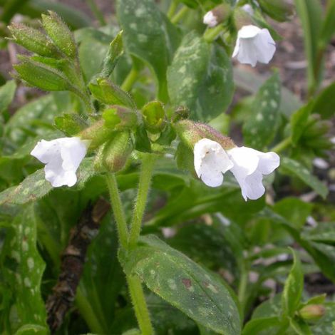 4 x Pulmonaire officinale 'Sissinghurst White' - godet 9x9 cm (1/4)