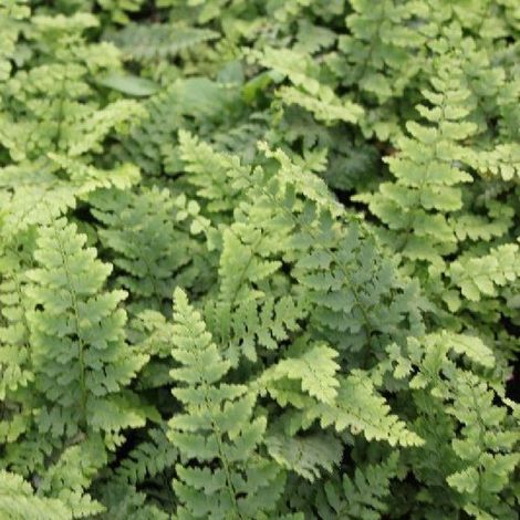 6x Polystichum setiferum 'Dahlem' - Shildvaren - Pot 9x9 cm