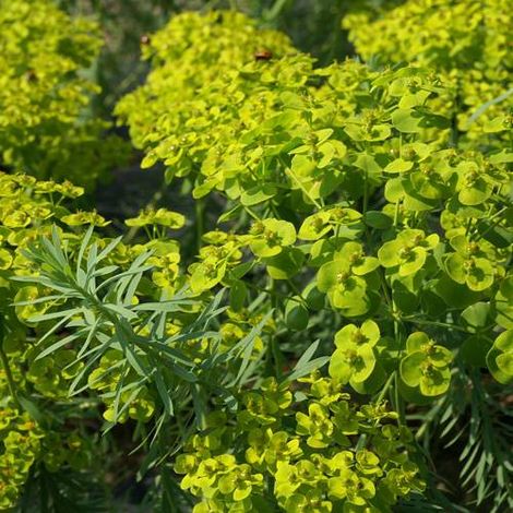 Euphorbe de Sibérie seguieriana ssp. niciciana | Conditionnement: Lot de 3 godets