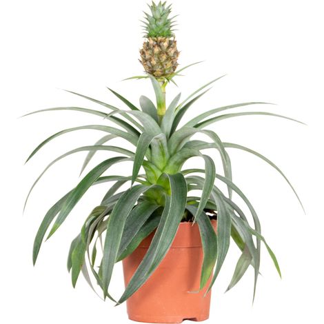 Bloomique - Ananas Mi Amigo - Plante ananas - Plante anti-ronflement - Plante d’intérieur - Sans danger pour les animaux - Dépolluante - 30-40 cm de haut - Pot 12 cm