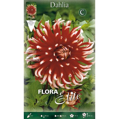 DAHLIA CACTUS FRIQUOLET (CONFEZIONE DA 1 BULBO)