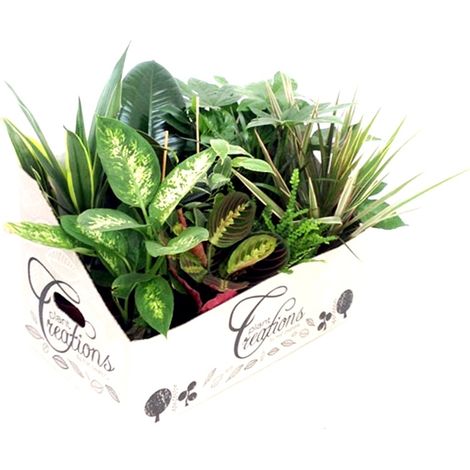 Pack de 12 Plantas de Interior Mix Variadas