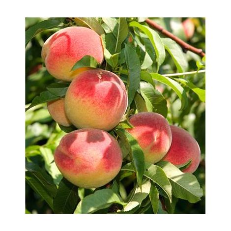 PECHER REINE DES VERGERS - LE SCION GREFF - ARBRES