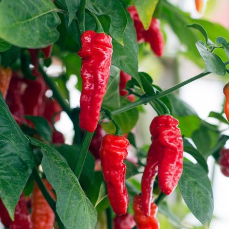 3 plants Piment de cayenne motte 7cm (1/2)