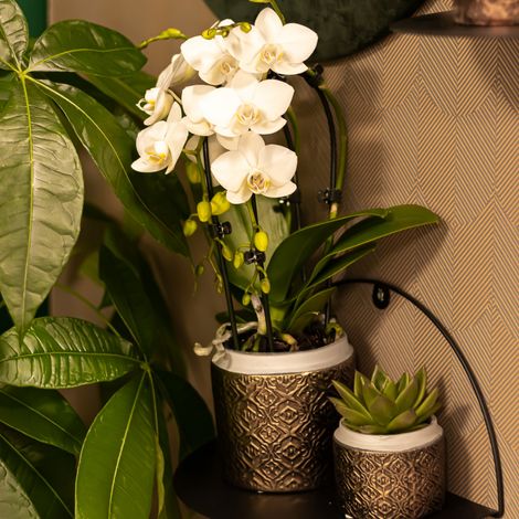 Orchidée Phalaenopsis Blanche Niagara Fall - Plante d'Intérieur pour Salon - Pot 9 cm - 35-40 cm - PANGIVO