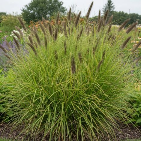 Herbe aux écouvillons Lepage Gold, Pennisetum/Godet - 5/20 cm