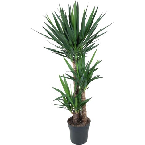 Yucca Elephantipe - Plante d'Intérieur et Extérieur - Tronc Robuste - Vert - 140 cm - ø24 cm - PANGIVO (1/4)