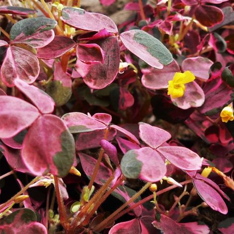 OXALIS CRAZY PINK IN VASO DA 12CM