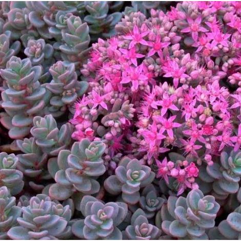 1 PIANTA DI SEDUM SACHALIN VASO 13CM Caducifoglia