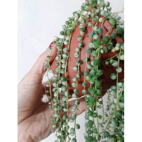 SENECIO Rowleyanus Variegata plante rosaire ou collier de perles Royal Photos