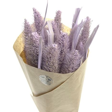 Kaemingk – Fleurs séchées millet lilas en botte – Hauteur 50 cm