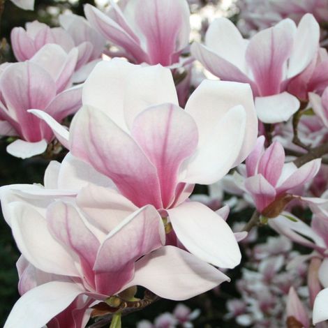 Magnolia de Chine, Magnolia de Soulange/Pot de 1,5L - 20/50 cm