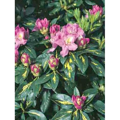 Rhododendron 'Goldflimmer' Pot de 3L/4L (1/3)