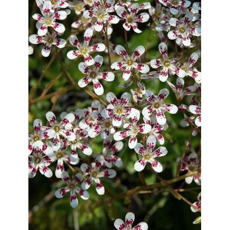Saxifrage 'Southside Seedling' Godet de 8/9 cm (1/2)