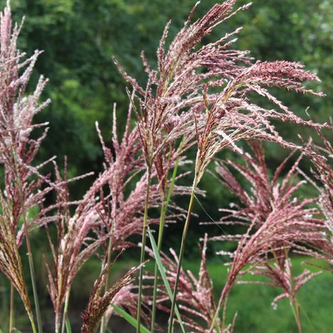 4 x Eulalie  - Miscanthus sinensis 'Malepartus'  - godet 9x9 cm