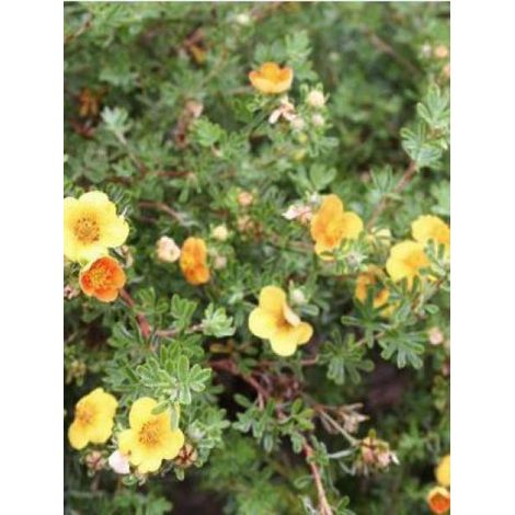 Potentille arbustive 'Hopley's Orange' Pot de 3L/4L