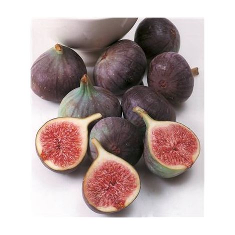 FIGUIER NOIR DE BELLONE - LA TOUFFE - Fruitier