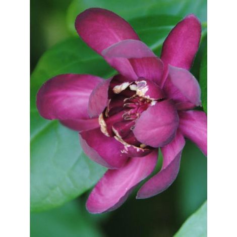 Arbre Pompadour 'Aphrodite®' Pot de 2L/3L (1/3)