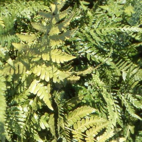 Fougère ornementale erythrosora Prolifica/Godet