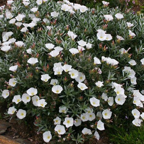 Liseron cneorum - Convolvulus cneorum - 25-30 cm pot