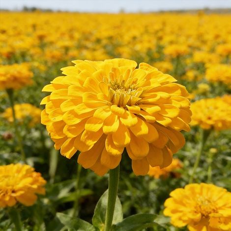 Zinnia Elegans Samen 1000 – Erb-Sorte, Freie Bestäubung, Unbehandelt, Leuchtende Gartenfarben – Gelb (1/5)