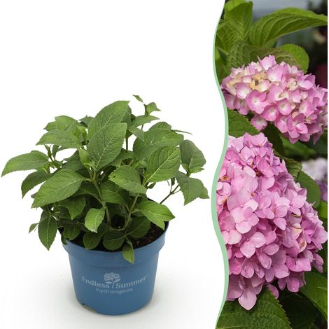 Hortensia Hydrangea Endless Summer The Original Pink - Plante de Jardin Rose - Pot 14 cm - 20-25 cm - PANGIVO (1/5)