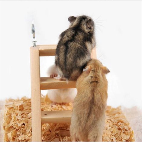 Échelle d'escalade pour hamsters avec crochets, pont en bois naturel, décoration pour habitat de rats (1/4)