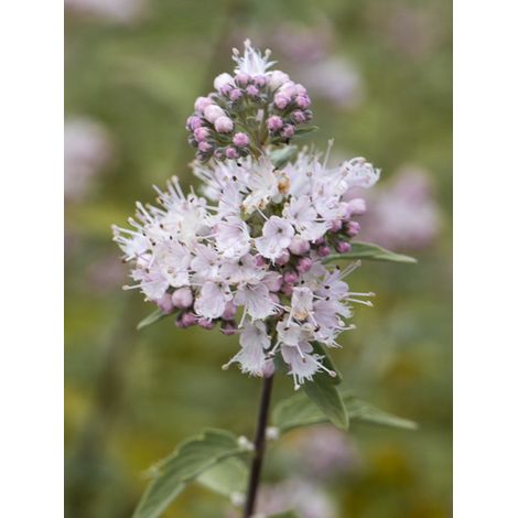 Barbe-bleue, Spirée bleue 'Camara Pink' Godet de 8/9 cm (1/2)