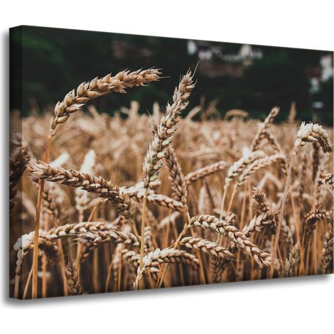 Lienzo impreso Naturaleza Campo de trigo 70x50 cm Espigas de cosecha