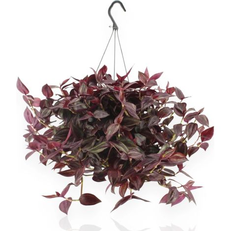 Gardenaria Tradescantia 'Jewel Red' - Pianta da interno ornamentale - Altezza: 25 cm (vaso 17)